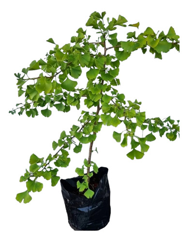 Arbol Ginkgo Biloba