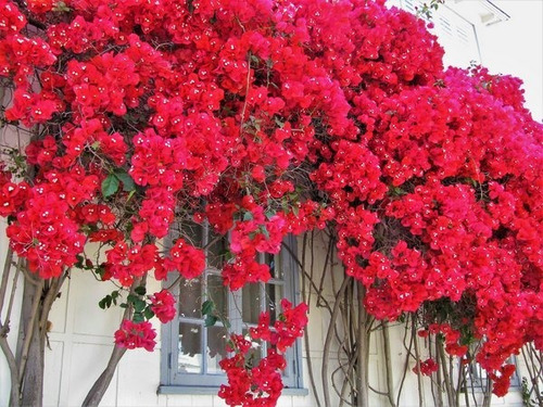 Imagem 3 de 10 de Muda Primavera Bougainvillea Vermelha - Jardim Ou Bonsai !