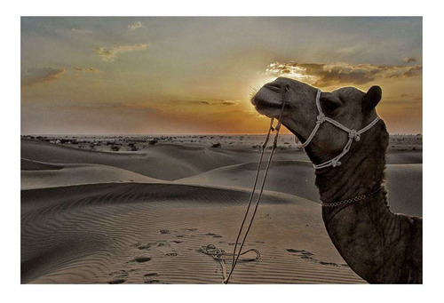 Vinilo 30x45cm Camello Desierto Animal Egipto Arena M1