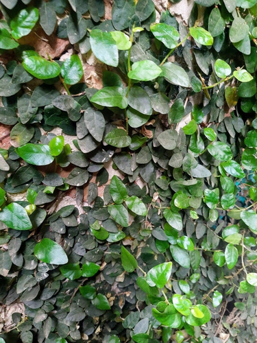 Cerco Vivo - Enamorada Del Muro , 30 Unidades