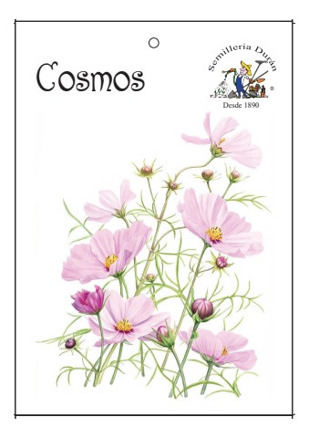 Semillas De Cosmos