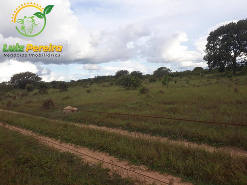 Imagem 15 de 15 de Fazenda À Venda Em Divinópolis - T0 - 1.287,44 Hec (dupla Aptidão) - 1767