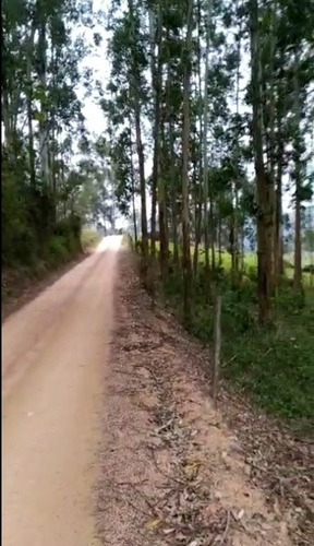 Imagem 5 de 12 de Terreno Rural 10 Hectares Entre Grão Pará E Braço Do Norte