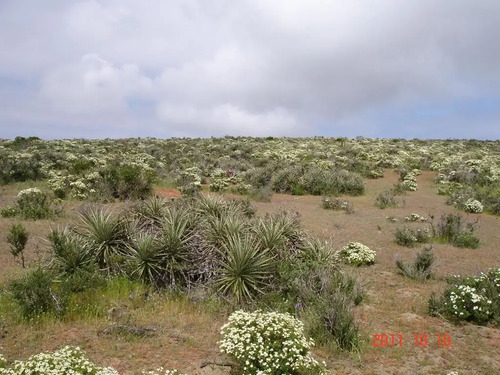 Parcela En Venta En Ovalle, Mirador De Talinay I