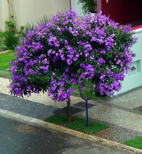 Quaresmeira Roxa - 1 Muda - H