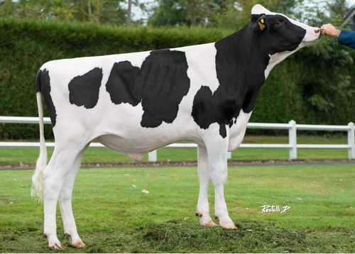 Semen Bovino Holstein - Lechero