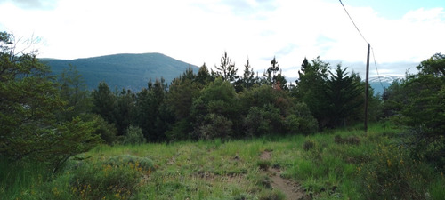 Terreno De 2500 M2 , A 50 M De La Costa Del Lago Lolog. Forestación Abundante.