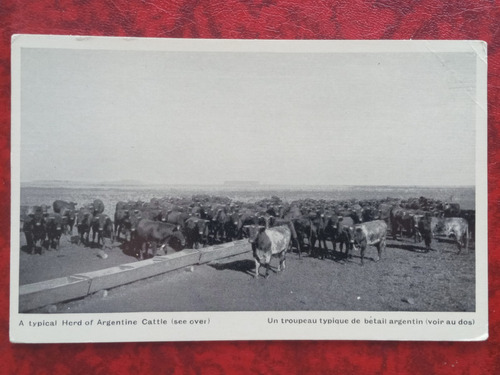 Un Rebaño Típico De Ganado Argentino Campo Ganaderia Postal