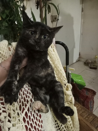 Gatita Carey Concha De Tortuga