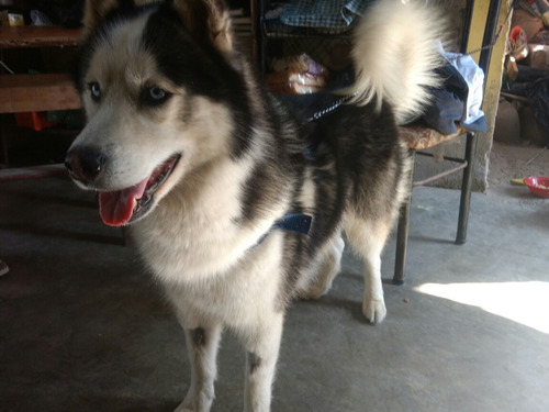 Servicio De Monta Siberian Husky