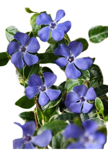 Muda De Vinca Minor Azul Pendente (permanente)