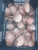 Comprar Cascara De Coco Para Carbón Activado Y Otros