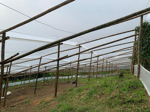 Imagen 8 de 8 de Finca Barbosa