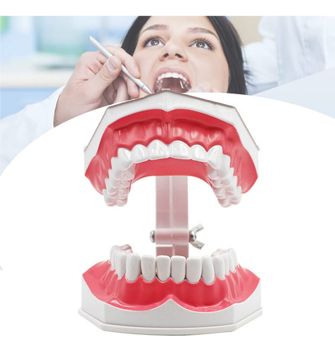 Modelo De Dientes Grandes Para Niños De Enseñanza Dental