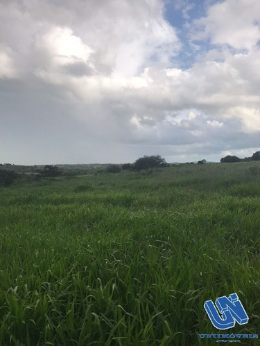 Imagem 8 de 17 de Fazenda Em Coração De Maria Com 50 Tarefas - Afd065 - 70725770
