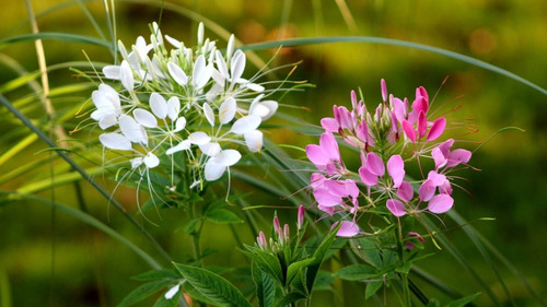 Semillas De Flor Cleome O Flor Araña Mix Colores