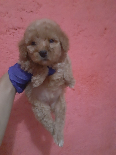 Imagen 6 de 7 de Caniches Hembras Apricot
