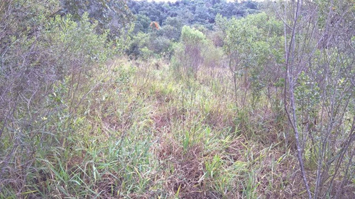 Imagem 12 de 15 de Terreno Para Venda Em Esmeraldas, Ipê Amarelo - T01_1-1005664