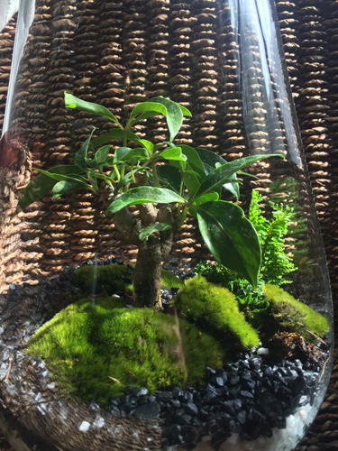 Bonsai Terrario Gota Árbol A Elegir (junípero Ficus Guayabo)