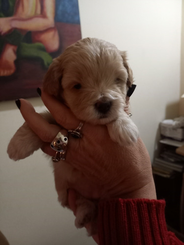 Hembras Bichon Habanero Pedigree Fca