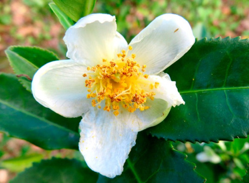 10 Semillas De Camelia Sinensis+ Instructivo 