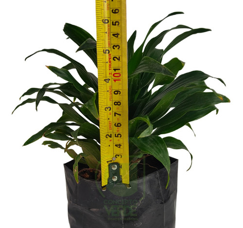 Dracaena Compacta #1
