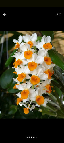 1 Orquídea Dendobrium (1 Bulbo) Pequeno