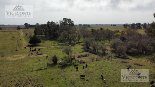 Imagen 2 de 29 de Campo - General Mansilla