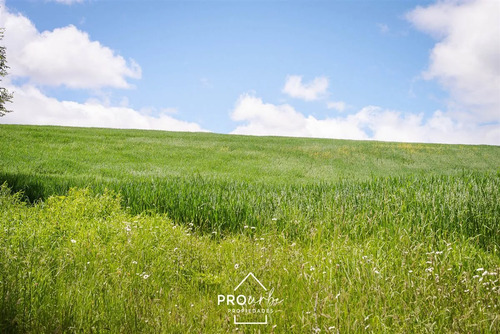 Terreno 5.000 M2 En Venta En Paillaco