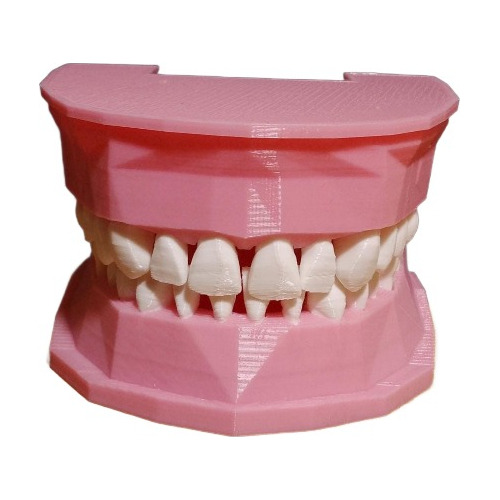 Macro Modelo Dental Odontológico Maqueta Boca Maxilares