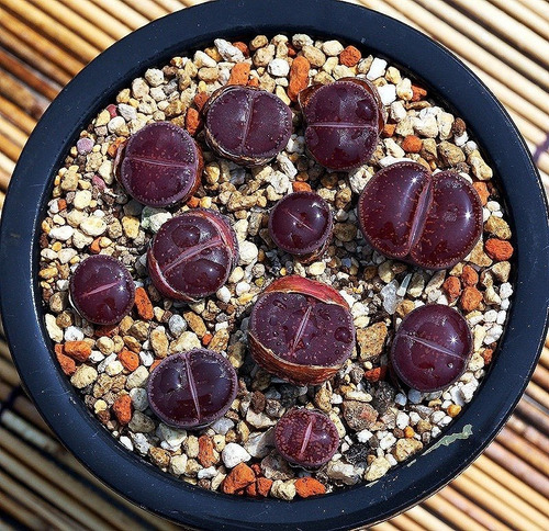 10 Sementes Pedra Viva Cacto Lithops Aucampiae Suculenta