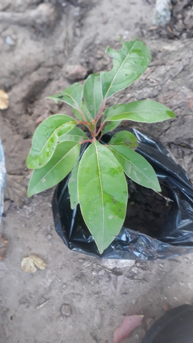 Planta De Alcanfor (cinnamomum Camphora)