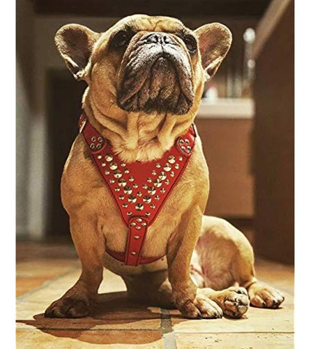Arnes De Cuero Con Tachuelas Bestia. Tamaño De Bulldog Fra