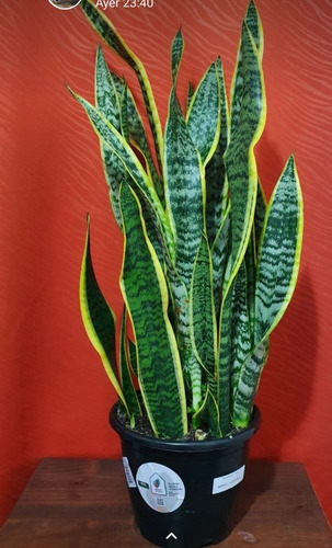 Espada De San Jorge