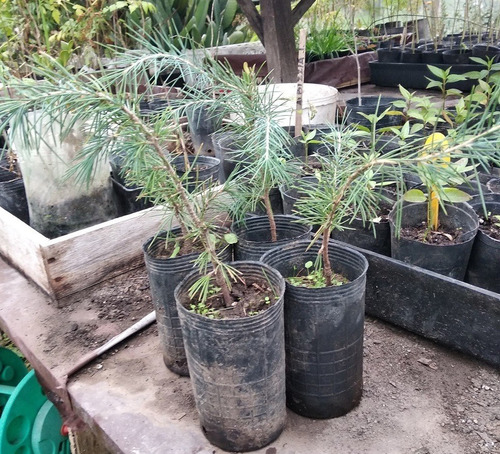 Plantines De Cedrus Deodara - Cedro Del Himalaya