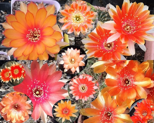Conjuntos X 5 Unid. Tunas Cactus De Flor, Colores Variados