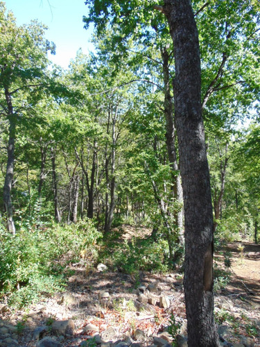 20.44há Con Rol Propio, En Radal 7 Tazas Con Bosque Nativo.