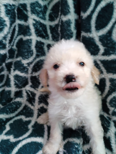 Poodle Maltes  Hembrita. 2 Meses En Stg 