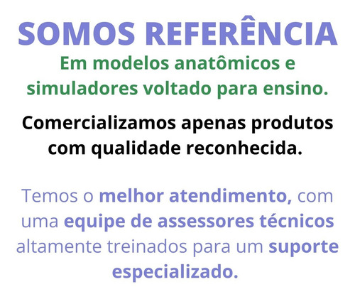 Torso 28 Cm 14 Partes Assexuado Corpo Humano + Orgãos - Top