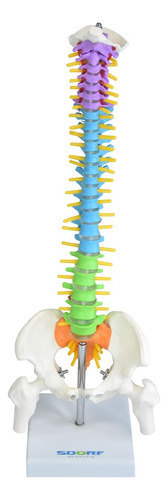 Coluna Vertebral Colorida E Flexível De 40 Cm Com Base