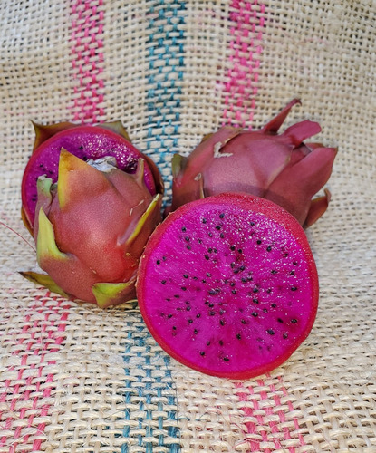 Combo De 4 Plantas De Pitahaya(diferentes Variedades)