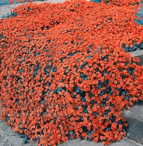 200 Semilla De Tomillo Naranja