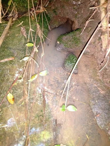 Imagem 24 de 30 de Chácara À Venda Em Rio Dos Cedros/sc - 1742c
