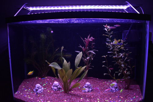 Excelente Lámpara Led Rgb Para Acuario 60cms Aérea