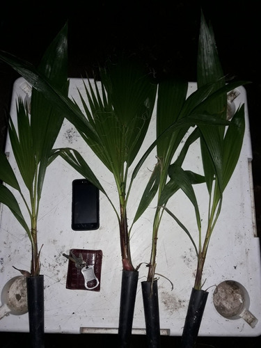 Palma Abanico (washingtonia) Paquete 10 En Cono Forestal