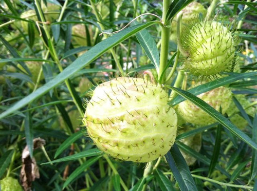 Imagem 2 de 10 de Sementes De Planta Balão - Saco De Velho - Asclepias Flor