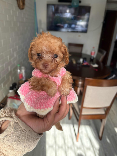 Poodle Mini Toy Hembrita Apricot