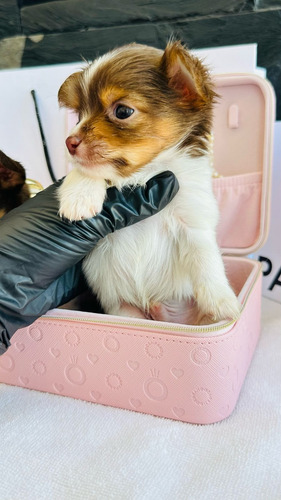 Chihuahua Ojos Verdes, Merle Y Chocolate Premium Vip Chihuahua Party Chico De Ojos Verdes 15k