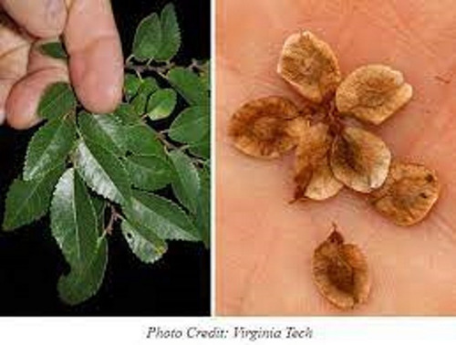 Imagem 3 de 5 de 20 Sementes Frescas Ulmus Parvifolia, Colhidas Em Sp 03/2022