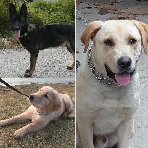 Cadena De Entrenamiento Ajustable De Metal Para Mascotas Y P